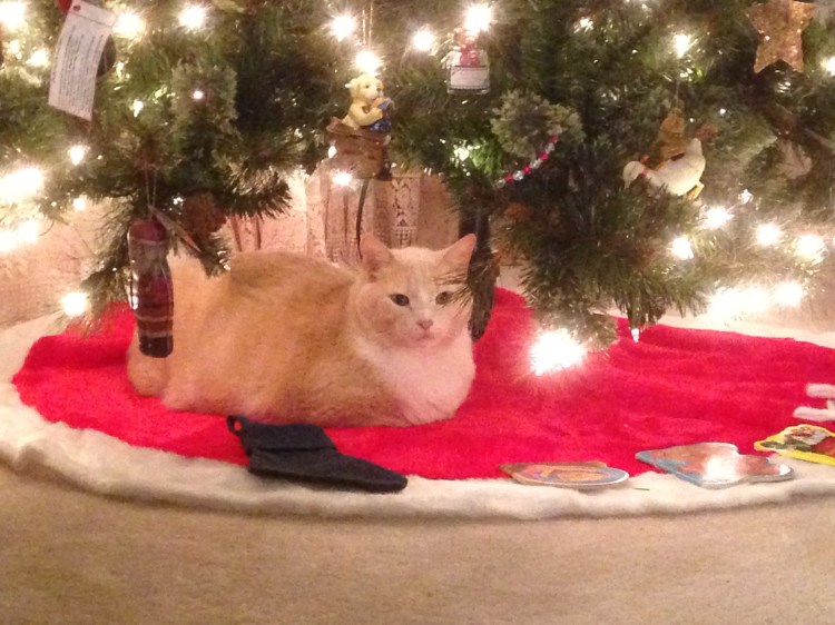 Melvyn under the Christmas tree