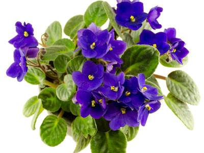 african_violet_2