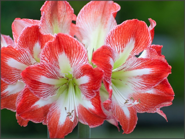 amaryllis_minerva_4
