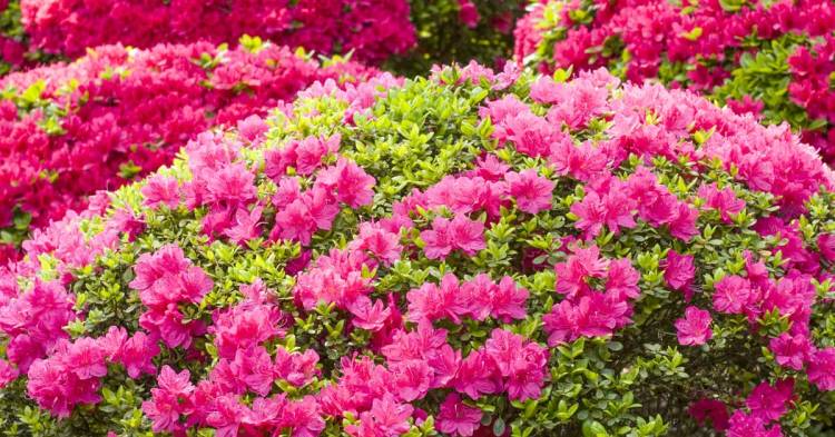 Azaleas