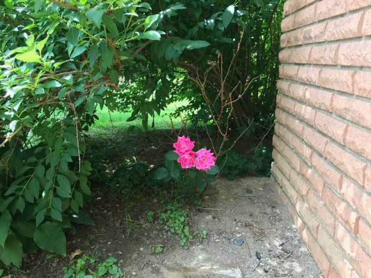 Rose in bloom.jpg