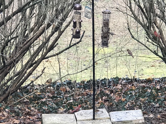 more cardinals.jpg