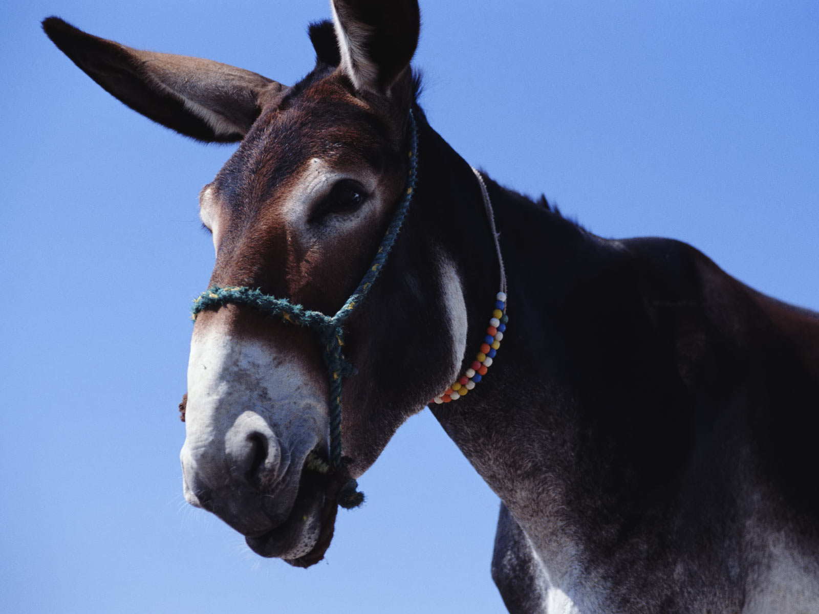 Mule-362104