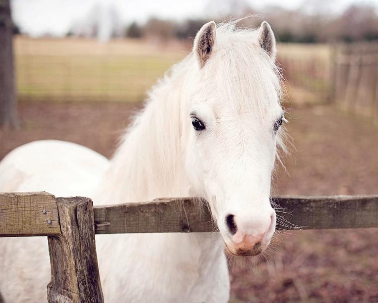 pretty-white-pony-looking-over-fence-sharon-vos-arnold